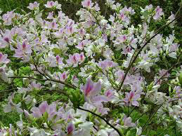 Hoa ban ở Trường Sa