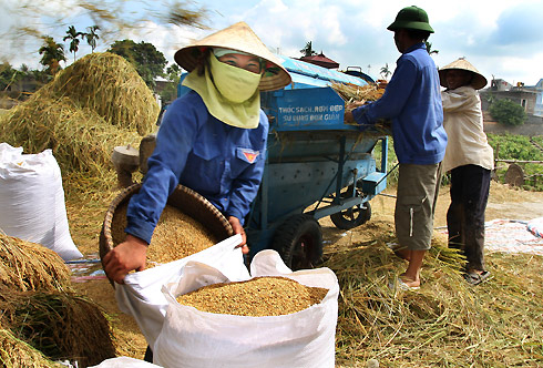 Ảnh mùa lúa chín ở Mỹ Đức