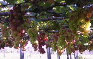 Về Phan Rang uống rượu nho