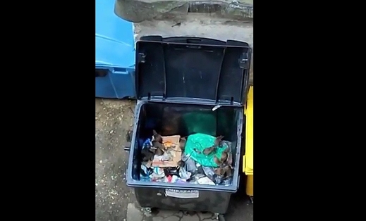 Vấn nạn chuột ở thành phố Wrocław