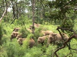 Voi nhà Việt Nam sẽ biến mất trong vòng 20 năm nữa?