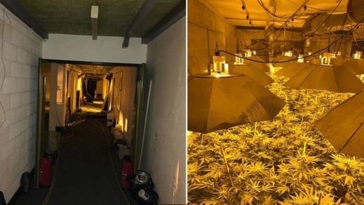 Người Việt bị bắt ở trại cần sa 'khổng lồ' tại Anh