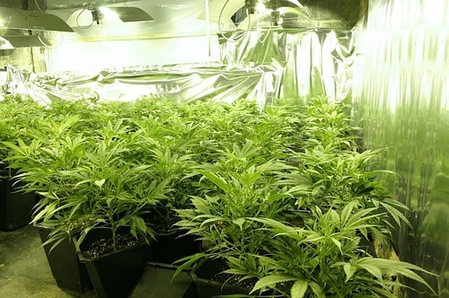 BIÊN PHÒNG LẠI KHÁM PHÁ THÊM MỘT ĐỊA ĐIỂM TRỒNG CẦN SA CỦA NGƯỜI VIỆT NAM TẠI RASZYN