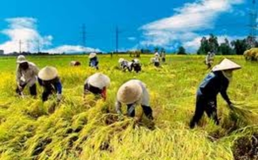 Nông dân đang nghèo đi