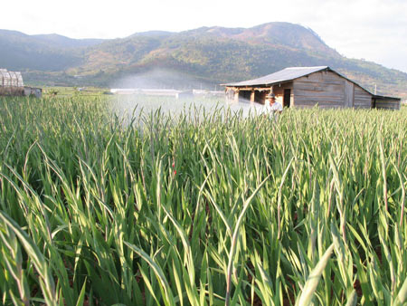 Nước mắt làng hoa