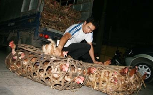 Đã ‘quét’ sạch gia cầm lậu ra khỏi Hà Nội?