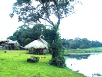 Thích thú những thảm cỏ xanh Bàu Lạch (Bình Phước)