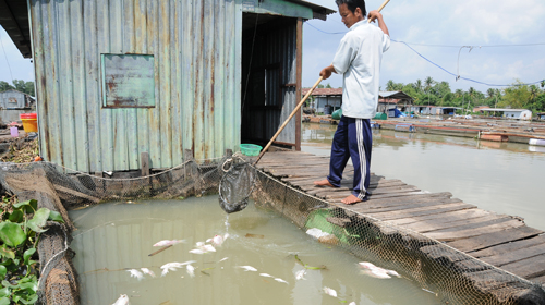 Những con sông đang chết dần