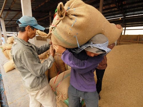 Giá gạo xuất khẩu tăng nóng