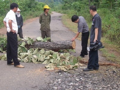 Chủ bất lực, rừng Cư’Mlan tan nát vì lâm tặc