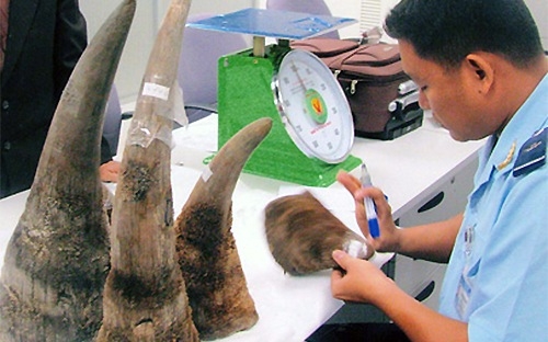 Chiêu lừa mới: Dự án nuôi tê giác lấy sừng