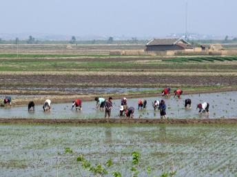 Phái đoàn Châu Âu đến Bình Nhưỡng để thẩm định tình trạng lương thực