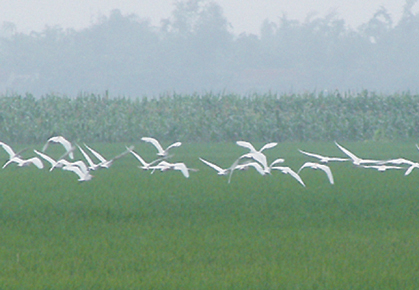 Chùm thơ Hoàng Hiếu Nhân