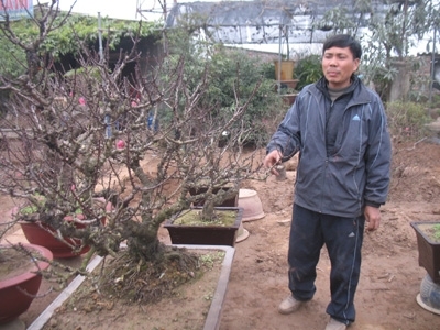 Hiếm đào vì rét, người Hà Nội chơi mai