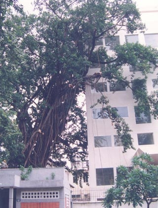 “Vàng” hạ gục “xanh” !