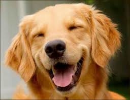 Ba Lan: Thuế sở hữu chó 2019