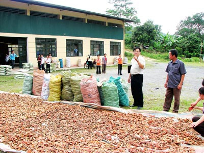 Cây thuốc bản địa: Khai thác cạn kiệt, xuất lậu tràn lan