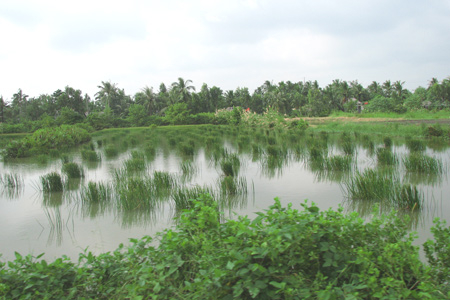 Sông nước Cà Mau