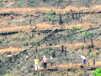 Trái đắng từ dự án trồng rừng InnovGreen - Bài 1