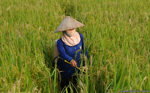 Gạo VN 'được giá sau bão Haiyan'