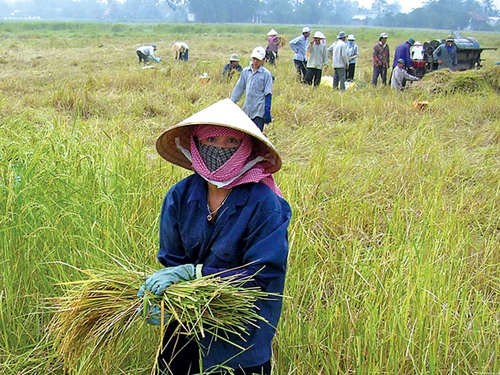 An Giang: Nông dân bỏ làm ruộng, đi làm thuê