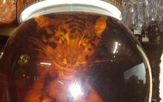 Thâm nhập động hổ con giữa Sài Thành