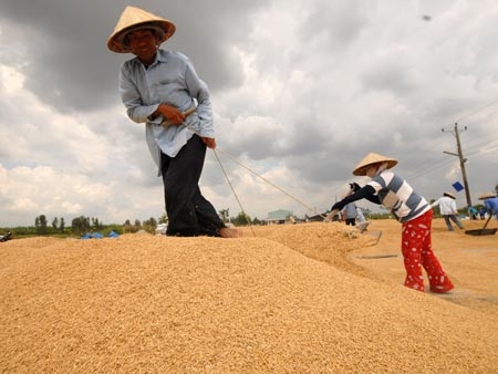 VFA cần rút khỏi điều hành xuất khẩu gạo