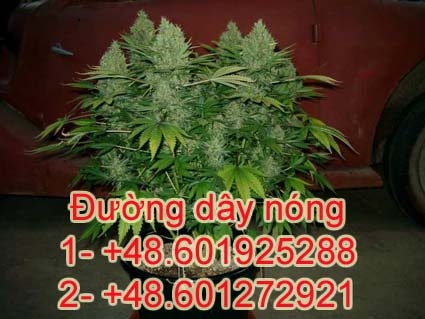 Thiết lập đường dây nóng tiếp nhận thông tin về trồng cần sa tại Ba Lan