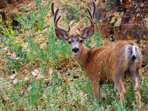 Mất mạng vì dùng sai nhung hươu