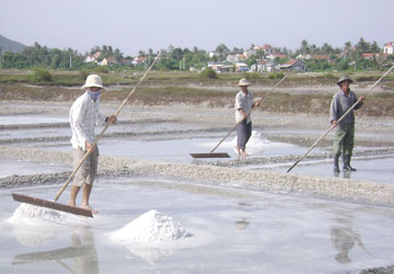 Muối ế đầy đồng vẫn xin nhập khẩu