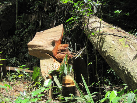 Tan nát các khu bảo tồn thiên nhiên