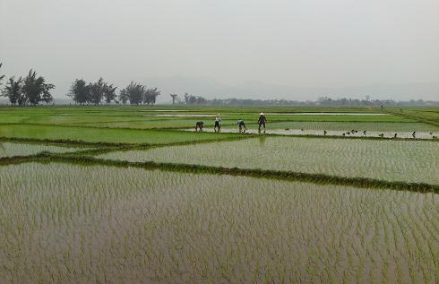 Khi người lao động xuất khẩu là “chùm khế ngọt”