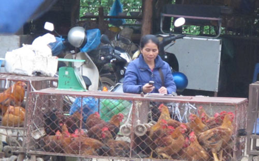 Gà lậu rầm rập về Lạng Sơn