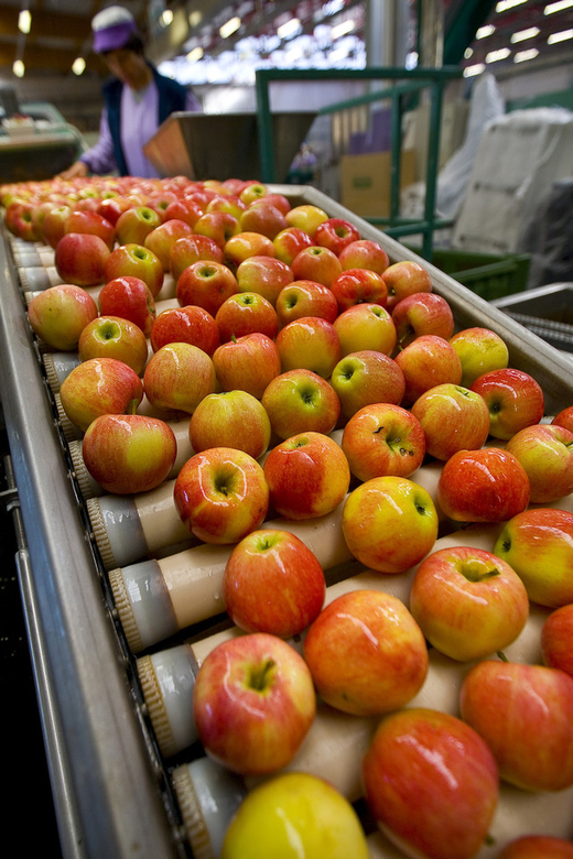 Táo nhập khẩu trông bóng và đẹp? Chúng có hại không?