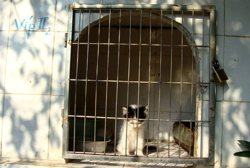 “Địa ngục” của mèo