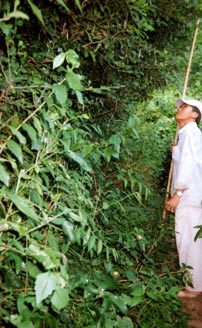 Nghiệp bắt rắn