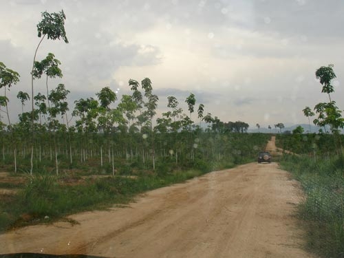 Khó tìm đất trồng rừng