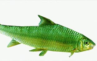 Lạp cá của người Thái Mường Lò - Yên Bái