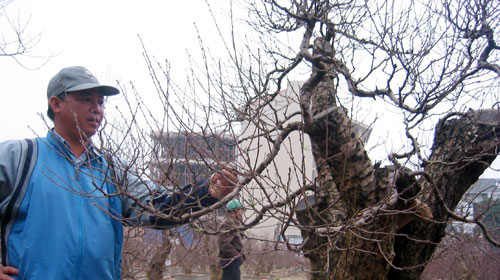 Nhà vườn khóc vì trái cây Tết mất mùa chưa từng có