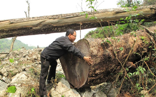 Chưa có đồng nào về quỹ phát triển rừng sau thủy điện