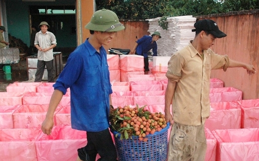 Thương lái Trung Quốc vơ vét vải thiều