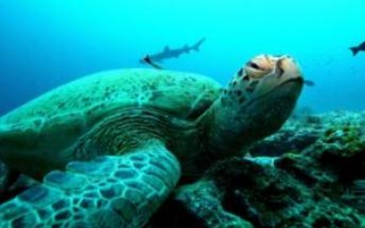 Dân Trung Quốc háu ăn rùa hiếm, Đài Loan phải lập khu bảo tồn