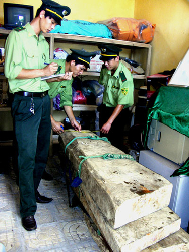 Làng quê Phong Nha đang bất an vì gỗ sưa