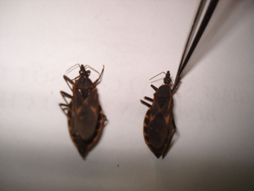 Nhiều người tại TP.HCM bị bọ xít hút máu