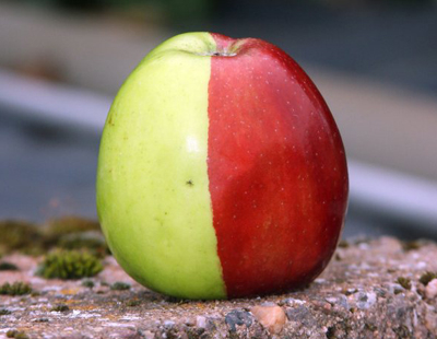 Quả táo hai màu kỳ lạ