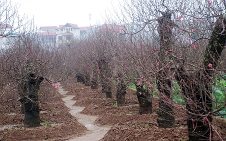 Lãnh đạo sở: "Tết sếp là mối lo có thật, ai cũng thế cả"