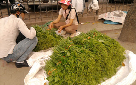 Su su “tắm” chất kích thích: Rau bẩn át rau sạch