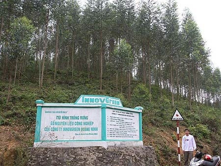 Cho thuê đất trồng rừng ở vùng đắc địa