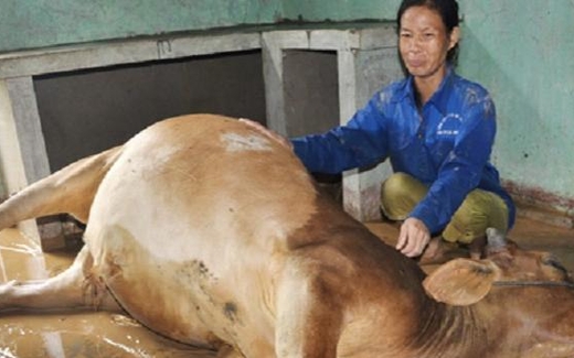 Từ miếng thịt bò chết nghĩ về 30 ngàn tỷ giải cứu bất động sản