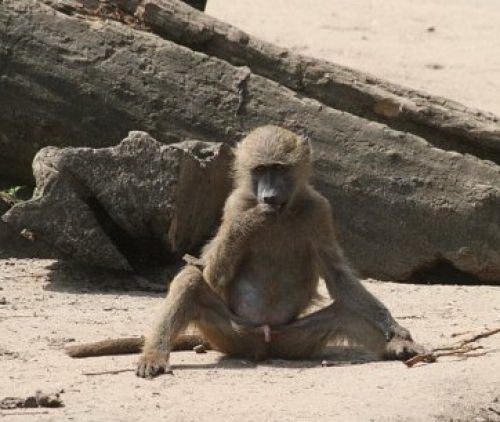 Động vật trong vườn bách thú của thị trấn chúng tôi thời bao cấp